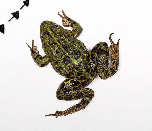 DETTAGLI NATALIA ELENA MASSI 2